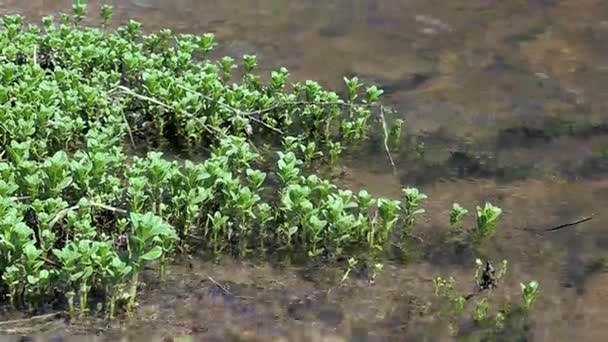 Stroom van de rivier in de herfst kleurrijk bos natuur — Stockvideo