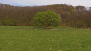 Yeşil çayır havadan görünümü tek ağaç