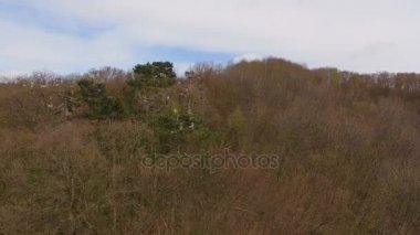 Havadan görünümü. Ormanda uçan birçok leylek