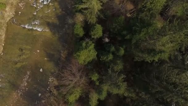 Vista aerea. Volare sopra il bellissimo fiume di montagna e la foresta — Video Stock