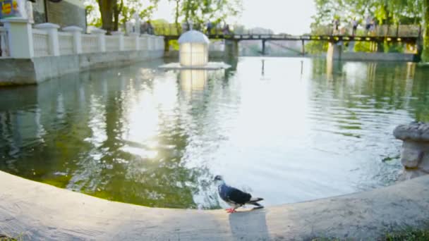 Голубь в замедленной съемке взлетает с парапета у озера — стоковое видео