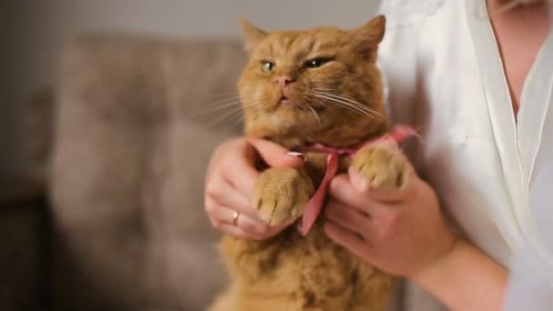 Young beautiful woman tries to kiss a cat — Stock Video