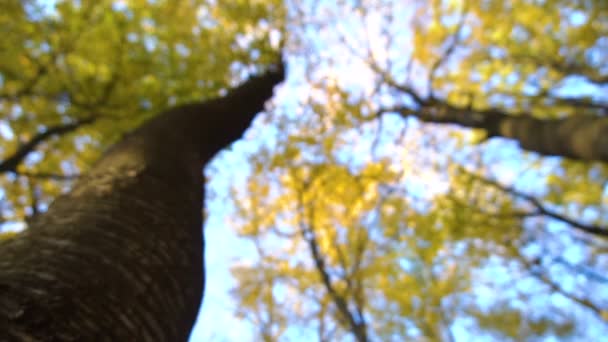 Őszi levelek hullanak lassított felvételen, és a nap ragyog az őszi leveleken. — Stock videók