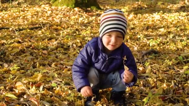 Το παιδί δοκιμάζει φθινοπωρινά κίτρινα φύλλα φθινοπώρου πάρκο. — Αρχείο Βίντεο