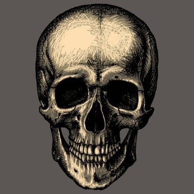 İnsan kafatası üzerinde gri arka plan oyma