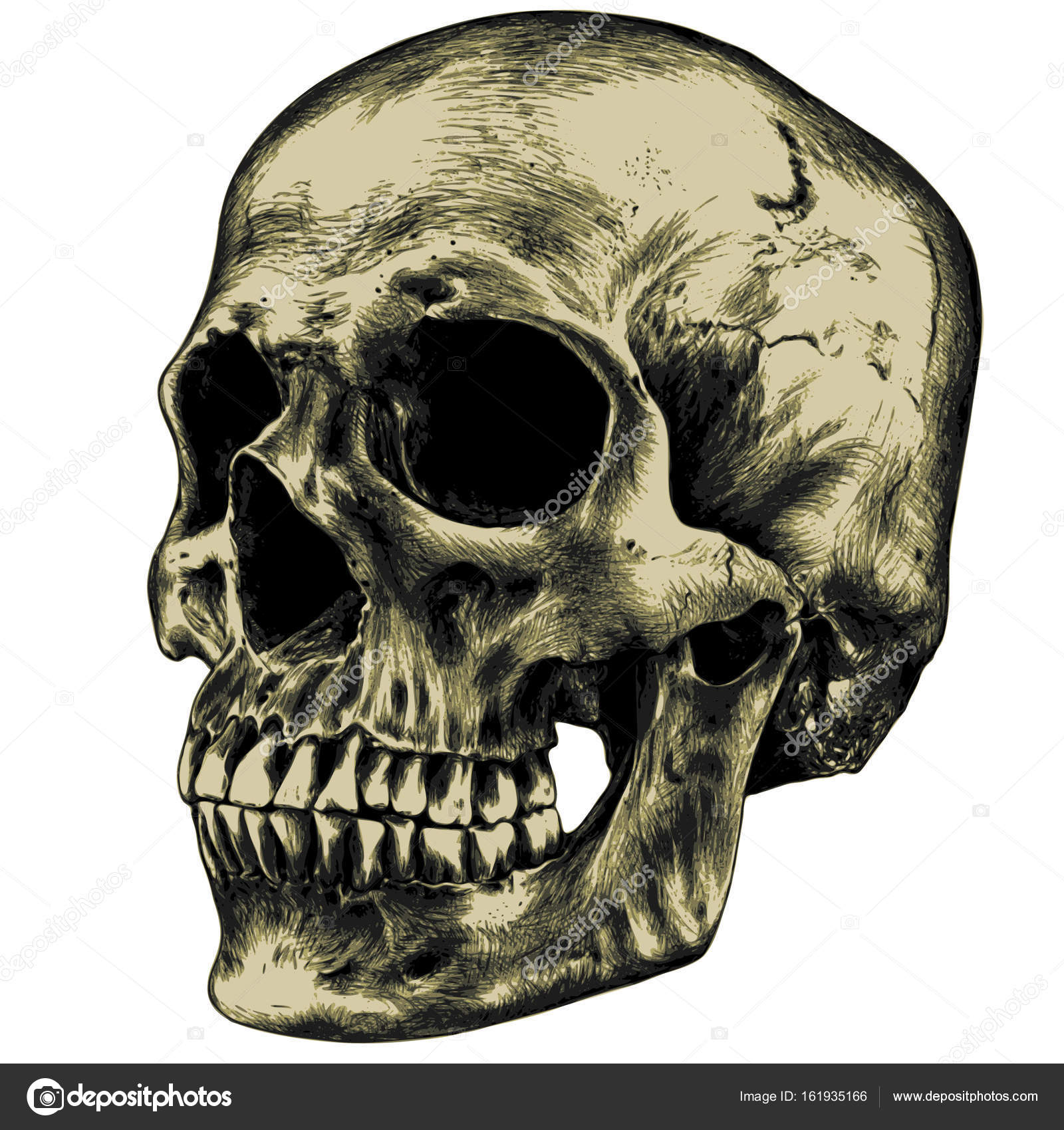 ポートフォリオ Andrcat ストック写真 イラストとベクターアート Depositphotos