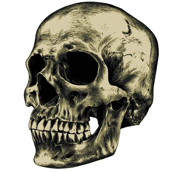 黄色の人間の頭蓋骨 — ストックベクタ