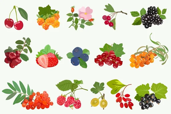 Set of ripe berries with leaves on white background. Vector — Stock Vector