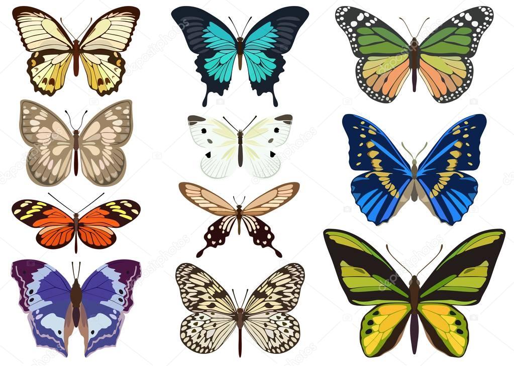 Set of colored butterflies on white background. Vector illustration.