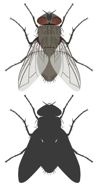 The top view of fly and its silhouette. Vector illustration. — Stock Vector