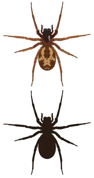 Obrázek pavouk a jeho silueta. Vektorové ilustrace. — Stockový vektor