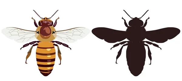 Imagen en color de la abeja y su silueta oscura. Ilustración vectorial . — Vector de stock