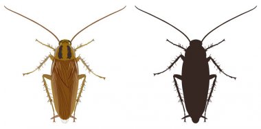 Hamam böceği simgesi ve beyaz zemin üzerine siluet. Vektör çizim.