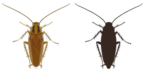 Icono de cucaracha y silueta sobre un fondo blanco. Ilustración vectorial . — Vector de stock