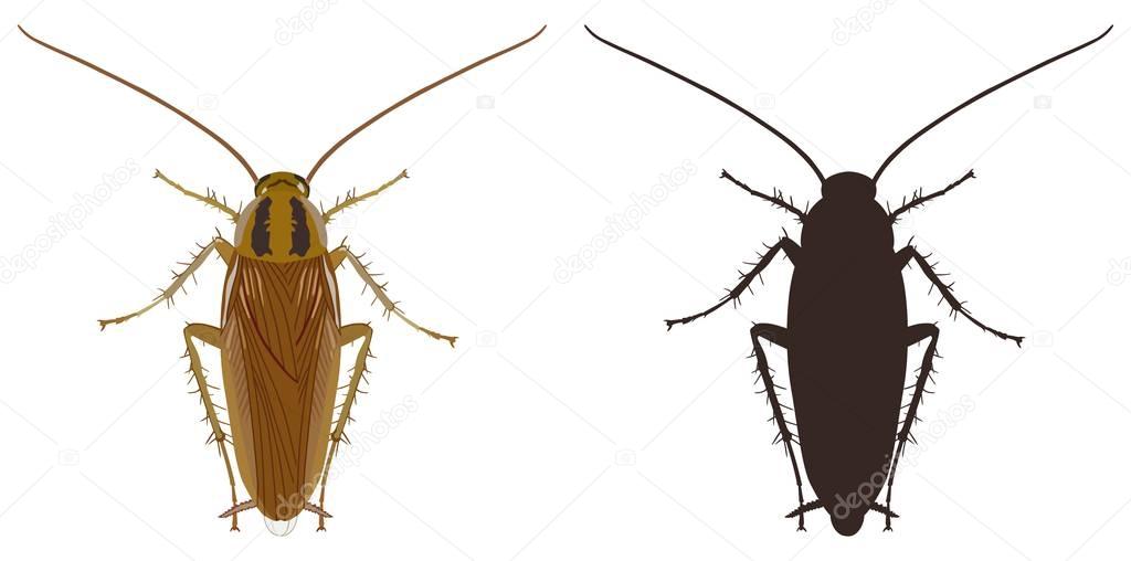 Cockroach icon and silhouette on a white background. Vector illustration.