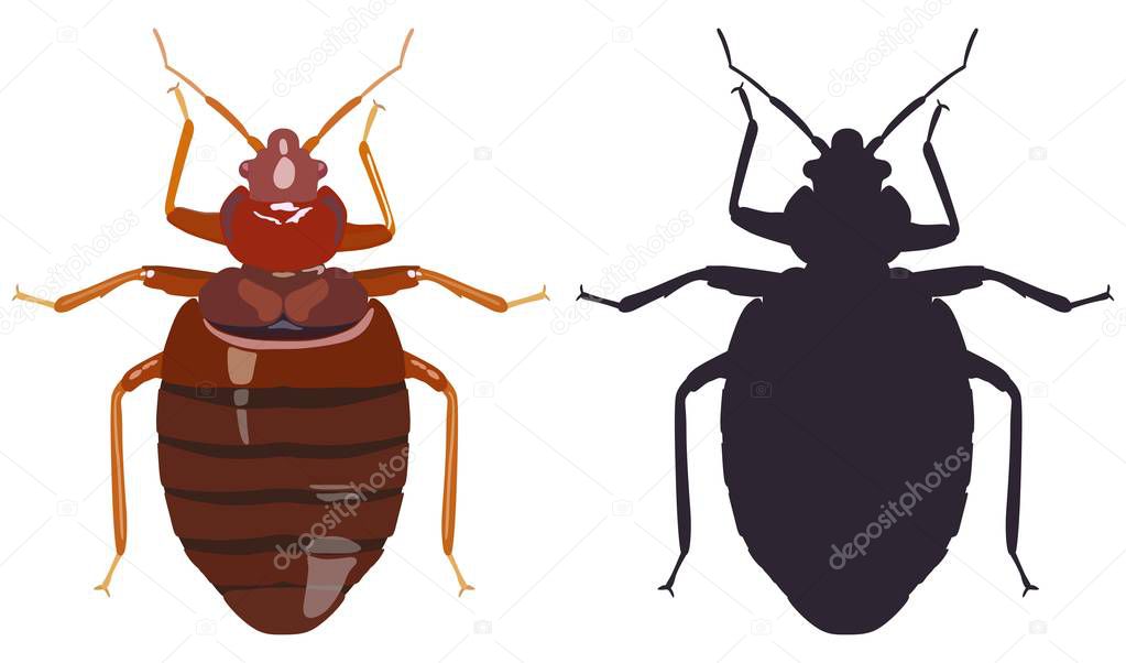 Bedbug and his black silhouette on white background. Vector illustration.