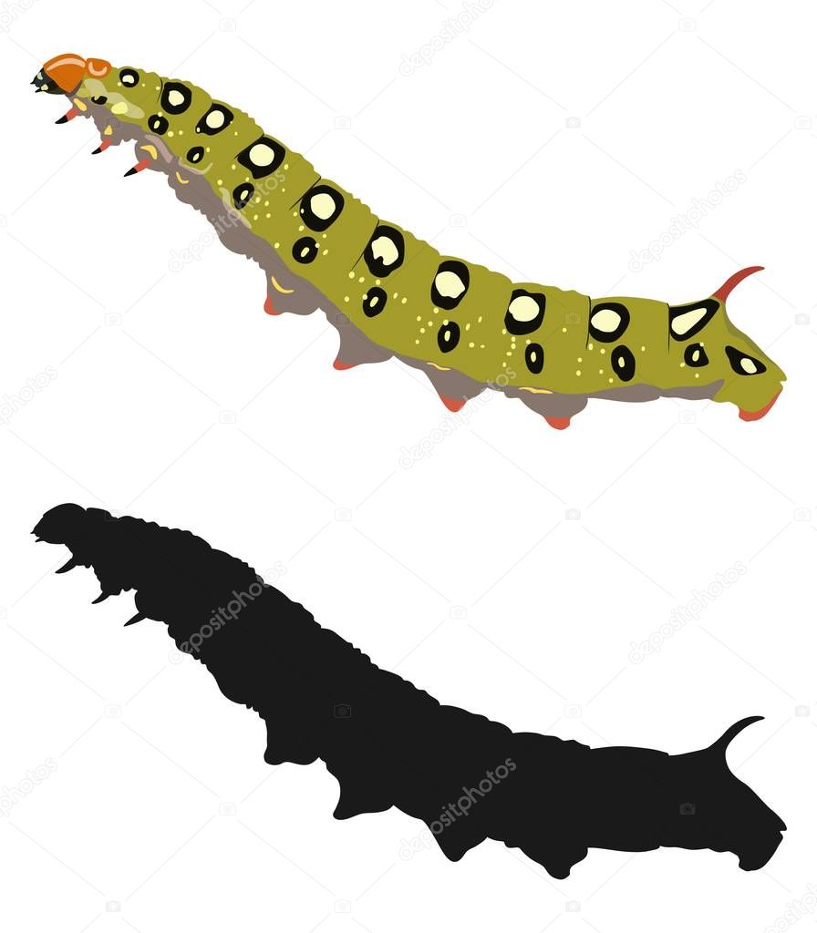 Bright image of the caterpillar and its silhouette. Vector illustration.