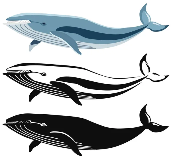 Conjunto de imagens de baleia azul e suas silhuetas. Vetor . —  Vetores de Stock