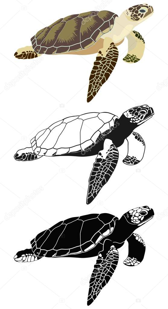 Set of images of sea turtle. Vector illustration.