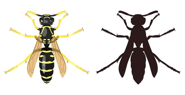Kleurenafbeelding van wasp en haar silhouet. Vectorillustratie — Stockvector
