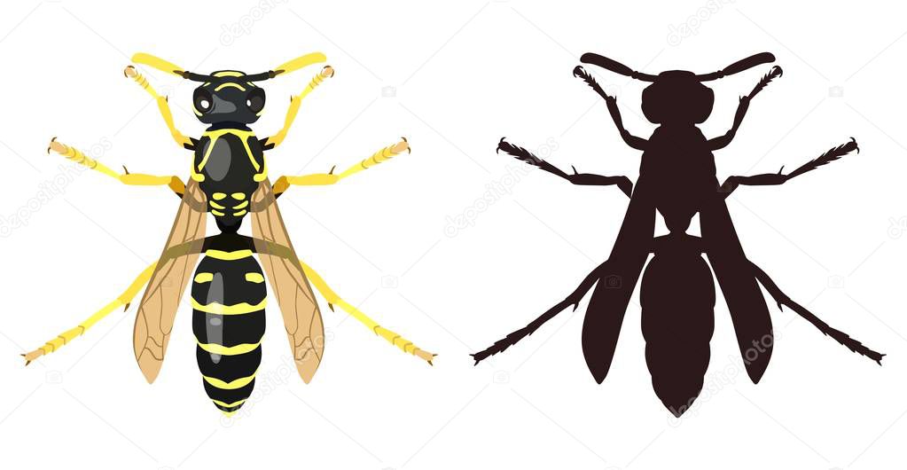 Color image of wasp and its silhouette. Vector illustration