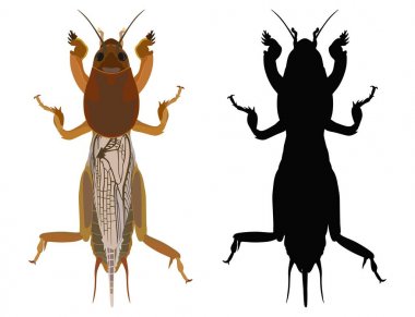 Gryllotalpa renkli görüntü ve yapısı. Vektör çizim.