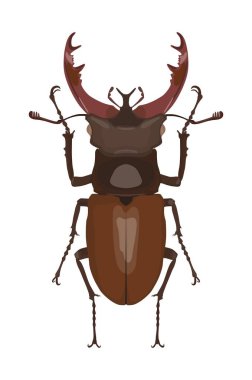 Detailed image of deer beetle. Vector illustration clipart