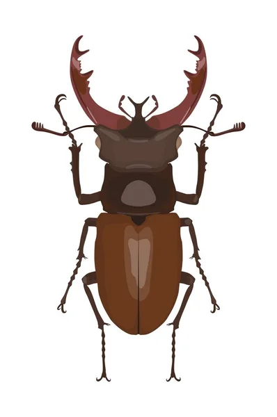 Детальне зображення оленячого жука. Векторні ілюстрації — стоковий вектор