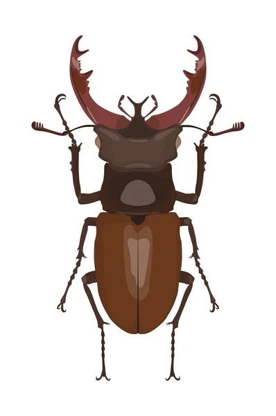 Image détaillée du dendroctone du cerf. Illustration vectorielle — Image vectorielle