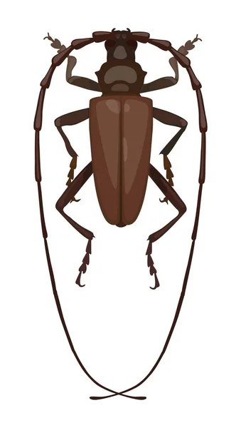 Detaillierte Käferbarbe, Draufsicht. Vektorillustration — Stockvektor