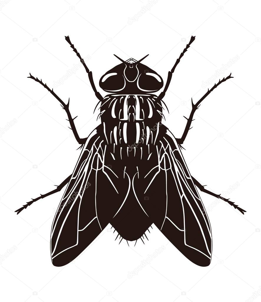 Dark silhouette of fly. View from above. Vector illustration
