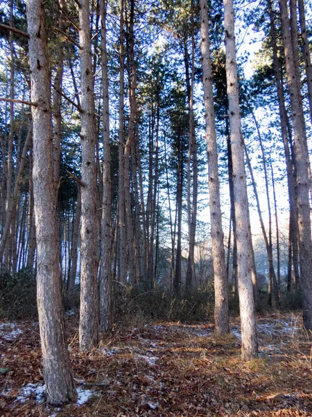 Fontecerro 티 이탈리아에서 첫 눈 — 스톡 사진