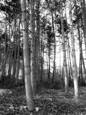 Fontecerro Rieti İtalya ilk kar yağışı