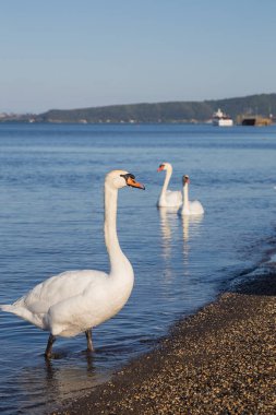 Kuş Gölü kıyısındaki Bracciano