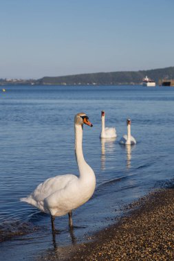 Kuş Gölü kıyısındaki Bracciano