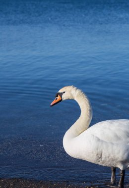 Kuş Gölü kıyısındaki Bracciano