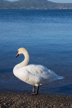 Kuş Gölü kıyısındaki Bracciano