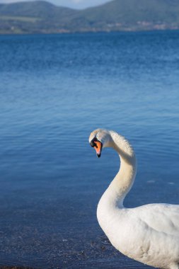 Kuş Gölü kıyısındaki Bracciano