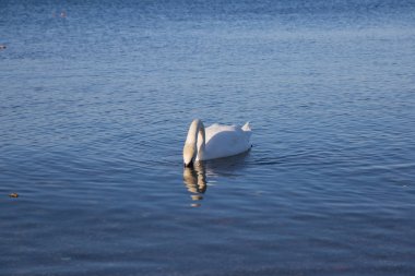 Bracciano, Lazio, İtalya, 11 Mart 2017 uçucu kendilerini beslemek Aradığınız