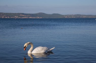 Bracciano, Lazio, İtalya, 11 Mart 2017 uçucu kendilerini beslemek Aradığınız