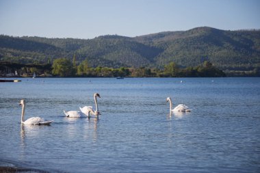 Bracciano, Lazio, İtalya, 11 Mart 2017 uçucu kendilerini beslemek Aradığınız