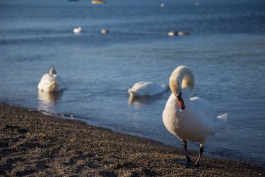Bracciano, Lazio, İtalya, 11 Mart 2017 uçucu kendilerini beslemek Aradığınız