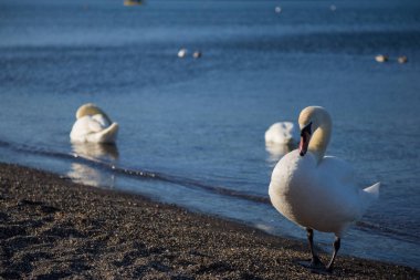 Kuş Gölü kıyısındaki Bracciano