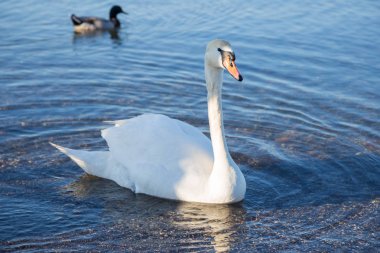 Kuş Gölü kıyısındaki Bracciano
