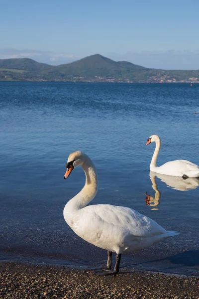 Bracciano, Lazio, İtalya, 11 Mart 2017 uçucu kendilerini beslemek Aradığınız
