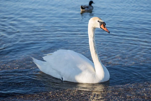 Pájaro en la orilla del lago Bracciano —  Fotos de Stock