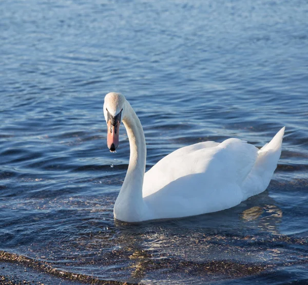 Pájaro en la orilla del lago Bracciano —  Fotos de Stock