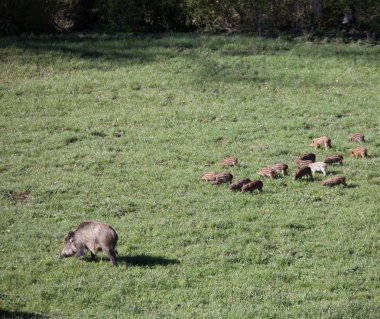Amatör, Lazio, İtalya 24 Ağustos 2016.