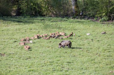 Amatör, Lazio, İtalya 24 Ağustos 2016.