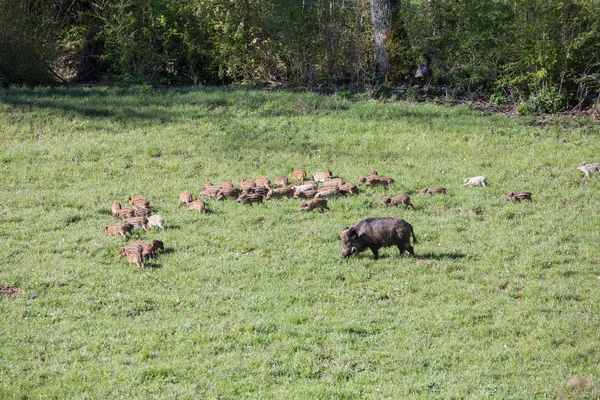 Amatör, Lazio, İtalya 24 Ağustos 2016.